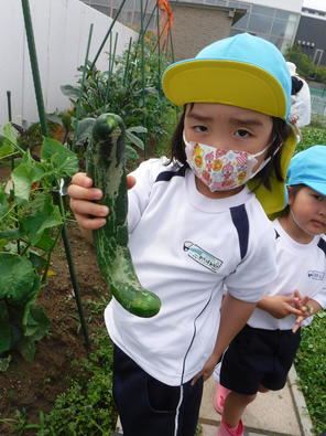 夏野菜の収穫をしたよ。～年少組～　（2022.6.16～）