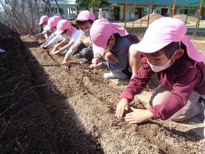 年中組　ほうれん草と小松菜の種蒔き　（2022.10.19）