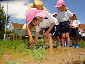 年長組　田植えをしました（2023.6.16）