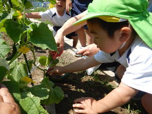 年少組　夏野菜の収穫（2023.6.16）