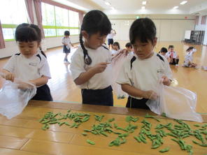 年中組　枝豆の収穫（2023.7.21）