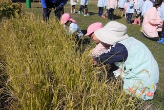 幼稚園でも収穫の秋です！