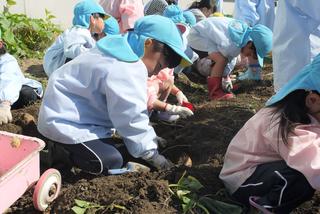 幼稚園でも収穫の秋です！