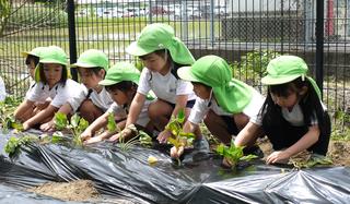 サツマイモの苗を植えました。おいしいサツマイモになあれ！
