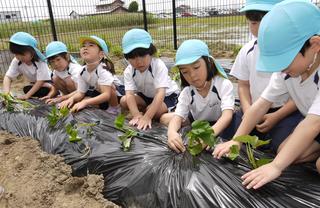 サツマイモの苗を植えました。おいしいサツマイモになあれ！