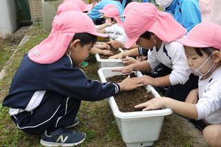 来春に向け,パンジーの苗やチューリップの球根を植えています。